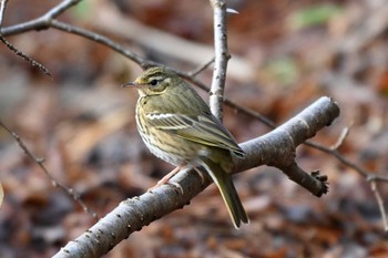 Olive-backed Pipit 三河湖園地 Wed, 3/13/2024