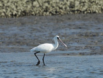 Black-faced Spoonbill Kasai Rinkai Park Thu, 3/14/2024