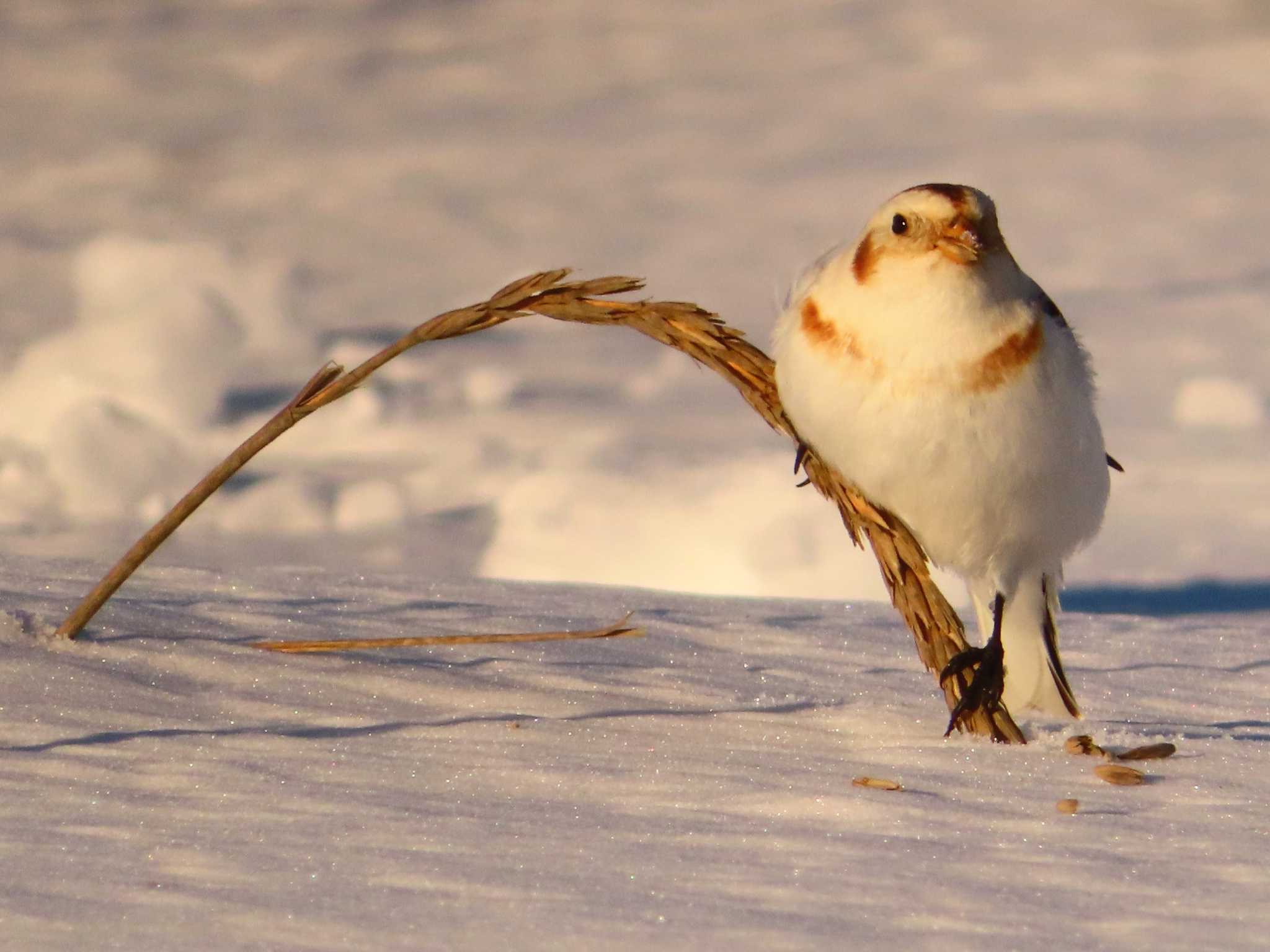 Snow Bunting