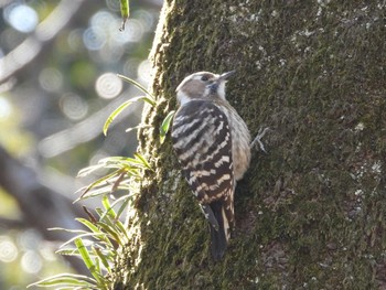 Japanese Pygmy Woodpecker Satomi Park Fri, 3/15/2024