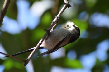 Long-tailed Tit ＭＦ Wed, 3/13/2024