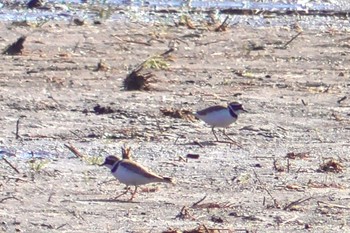 2024年3月15日(金) 佐倉の野鳥観察記録