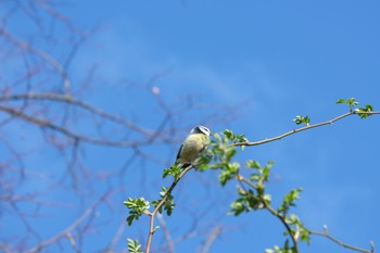 Eurasian Blue Tit Rheinaue Sat, 3/9/2024