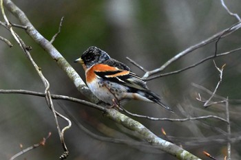 Brambling 三河湖園地 Wed, 3/13/2024