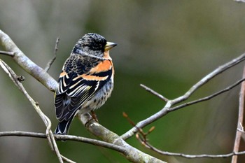 Brambling 三河湖園地 Wed, 3/13/2024