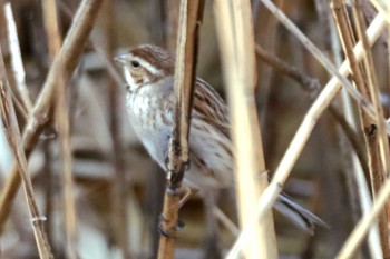 オオジュリン 東京港野鳥公園 2024年3月15日(金)