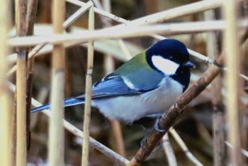 シジュウカラ 東京港野鳥公園 2024年3月15日(金)