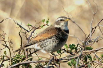 Dusky Thrush Tokyo Port Wild Bird Park Fri, 3/15/2024