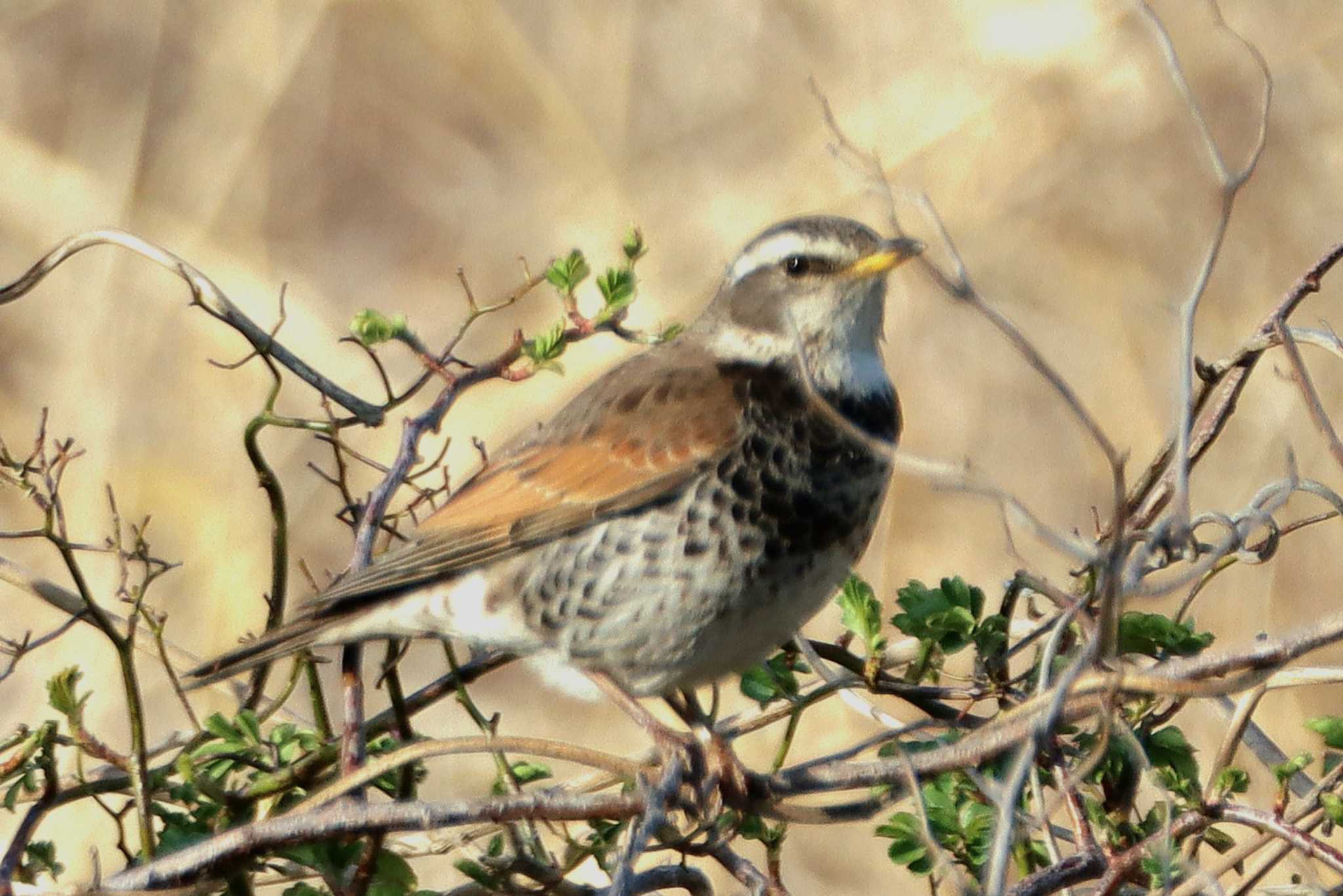 Photo of Dusky Thrush at Tokyo Port Wild Bird Park by Kudo0927