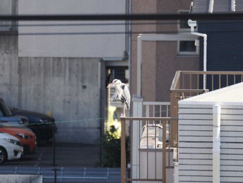 Sun, 3/3/2024 Birding report at 藤沢市