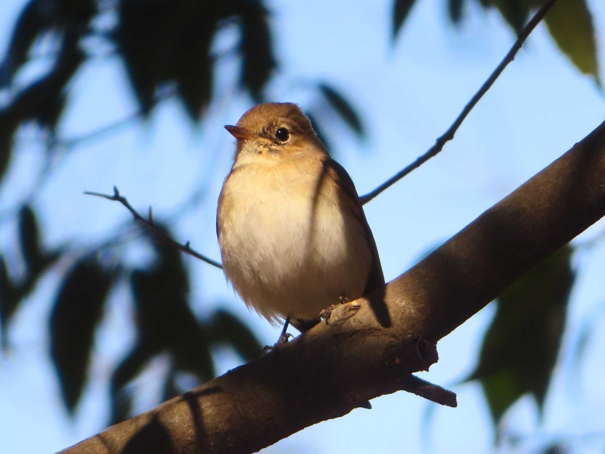 Red-breasted Flycatcher