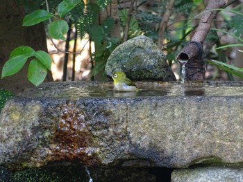 Warbling White-eye 京都御所 Fri, 3/15/2024