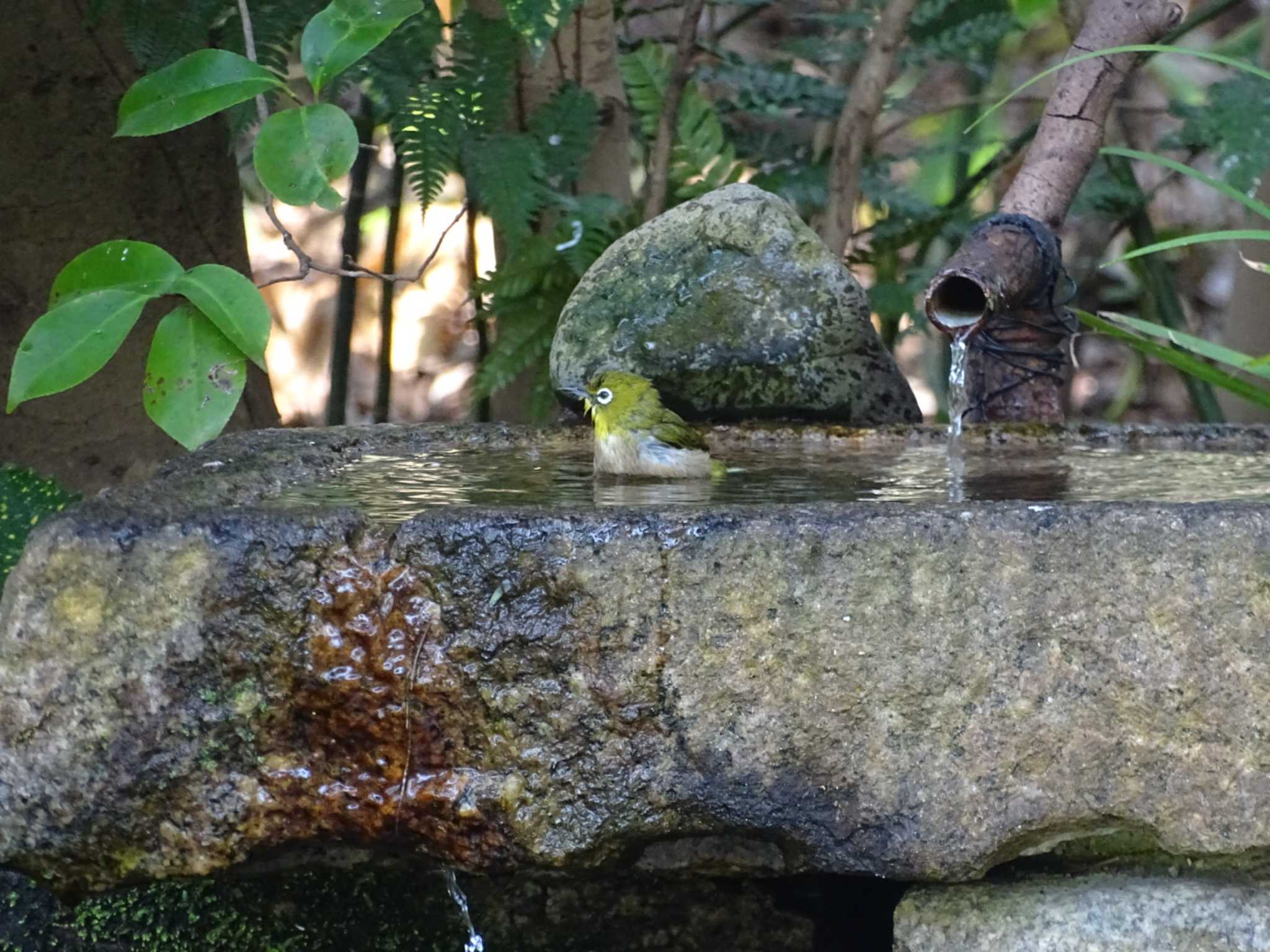 Photo of Warbling White-eye at 京都御所 by アカウント16296