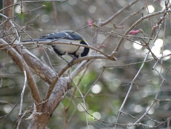 Japanese Tit 京都御所 Fri, 3/15/2024