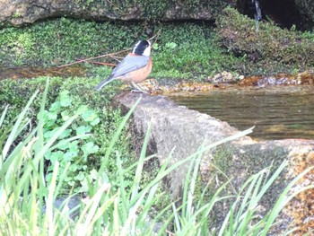 Varied Tit 京都御所 Fri, 3/15/2024