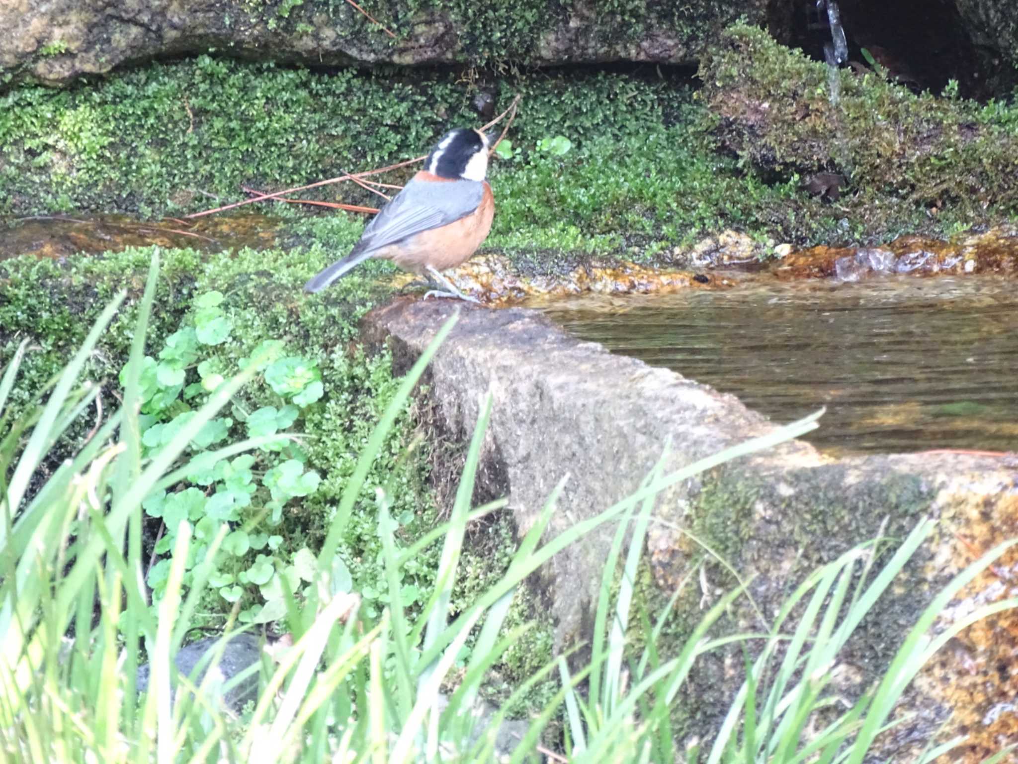 Varied Tit