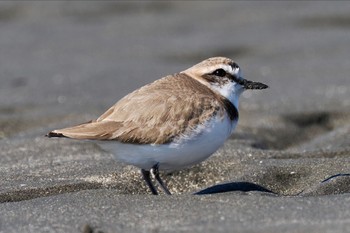 シロチドリ ふなばし三番瀬海浜公園 2024年3月10日(日)