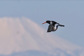 ミヤコドリ ふなばし三番瀬海浜公園 2024年3月10日(日)