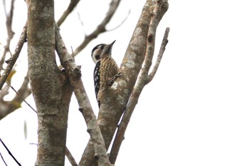 Grey-capped Pygmy Woodpecker 台中都会公園(台湾) Sun, 1/28/2024