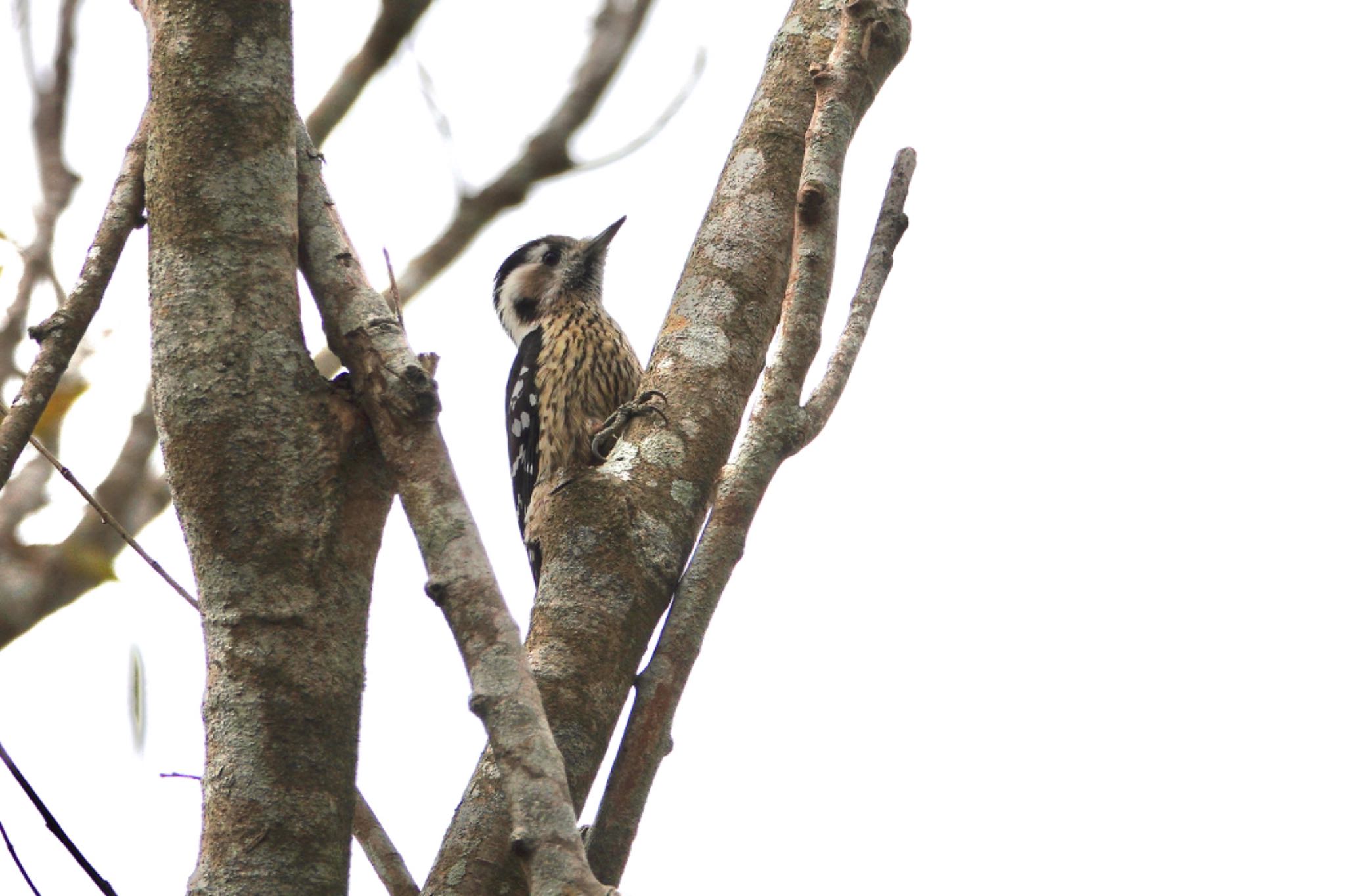 Grey-capped Pygmy Woodpecker