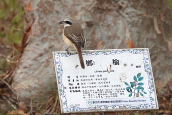 Brown Shrike(lucionensis) 台中都会公園(台湾) Sun, 1/28/2024