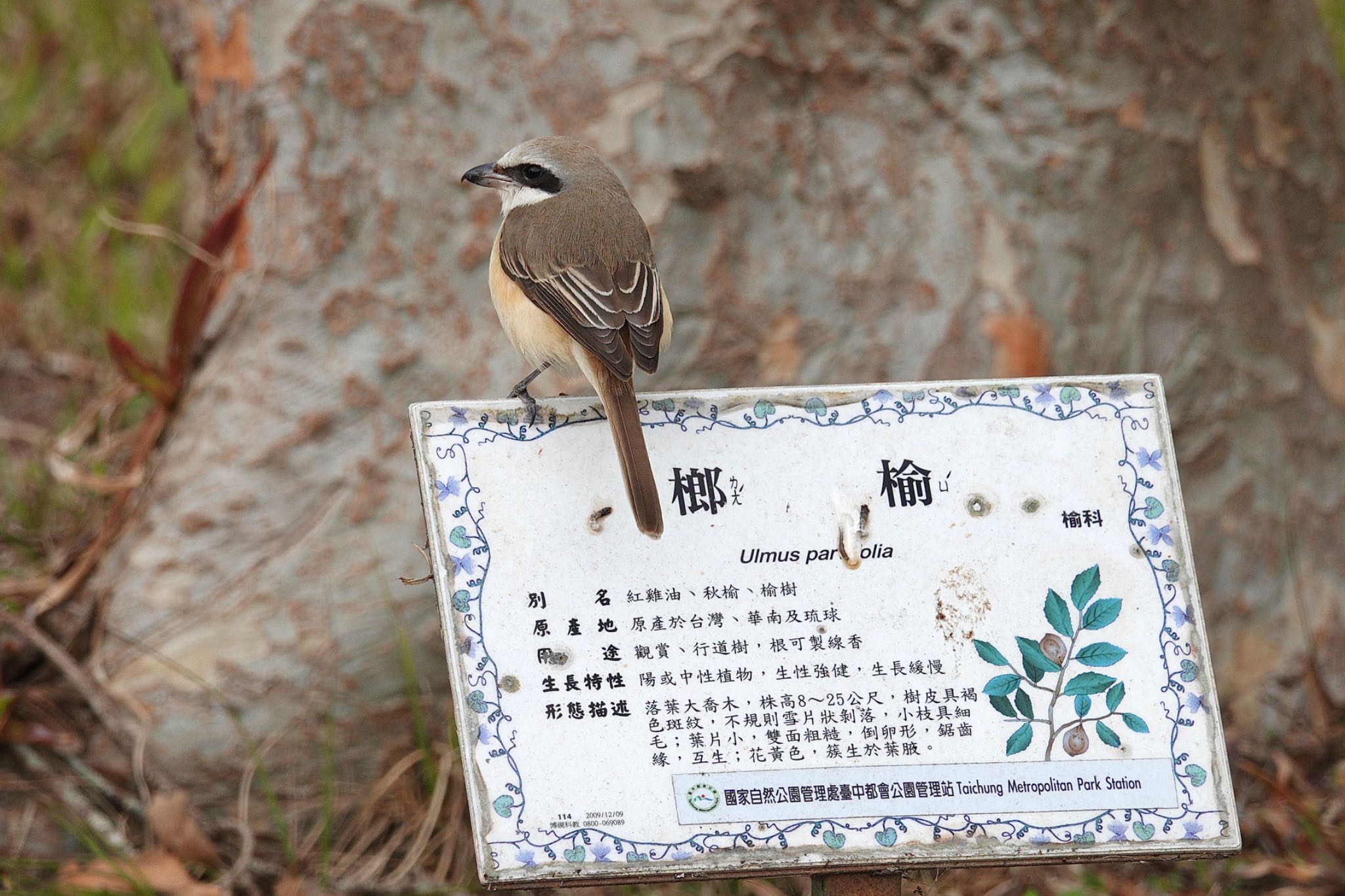 Brown Shrike(lucionensis)