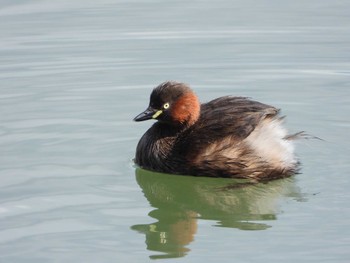 Little Grebe Hattori Ryokuchi Park Sat, 3/9/2024