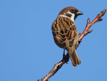 スズメ 守谷野鳥のみち 2024年1月6日(土)