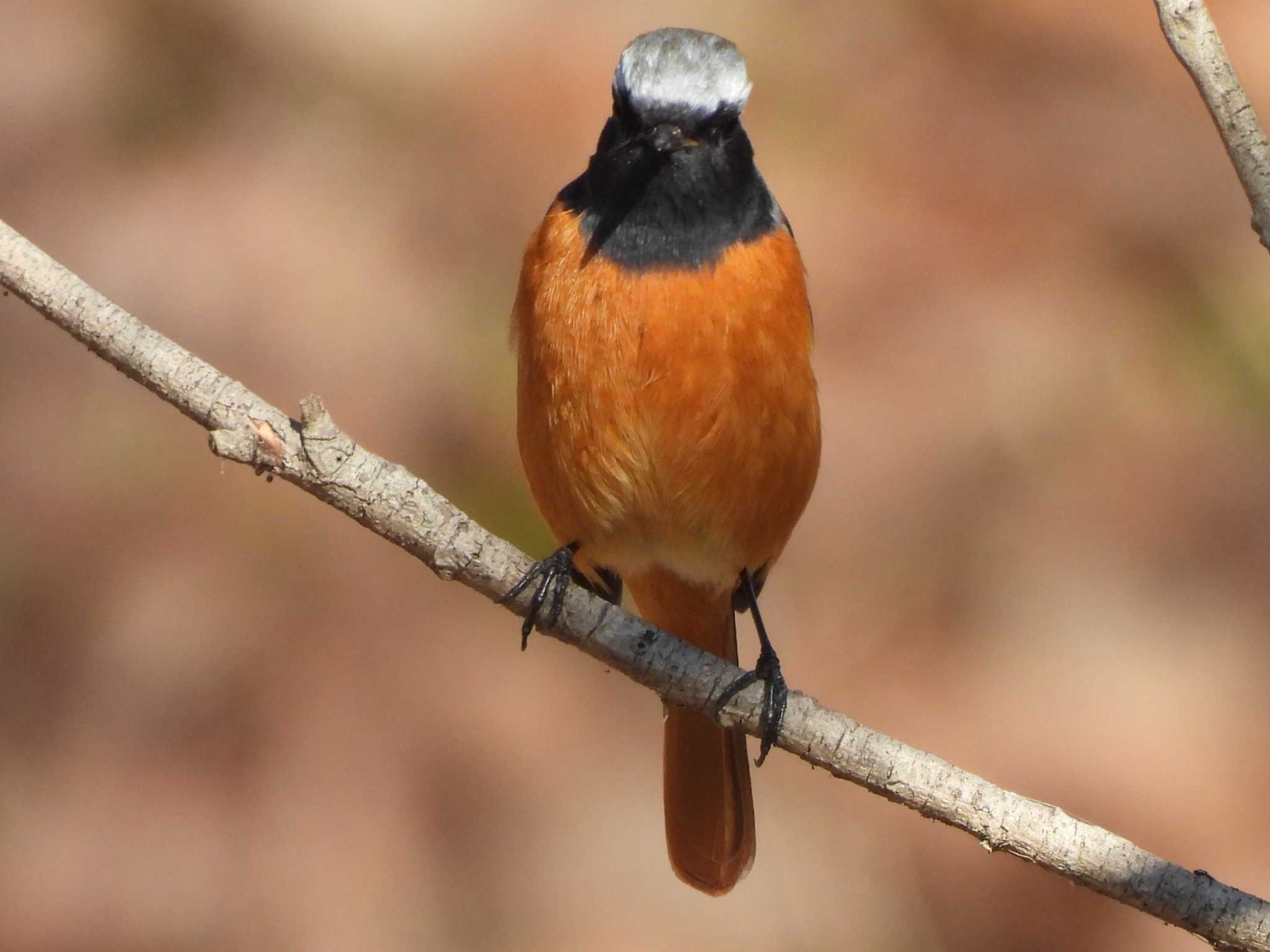 Daurian Redstart