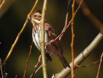 カシラダカ 守谷野鳥のみち 2024年1月6日(土)