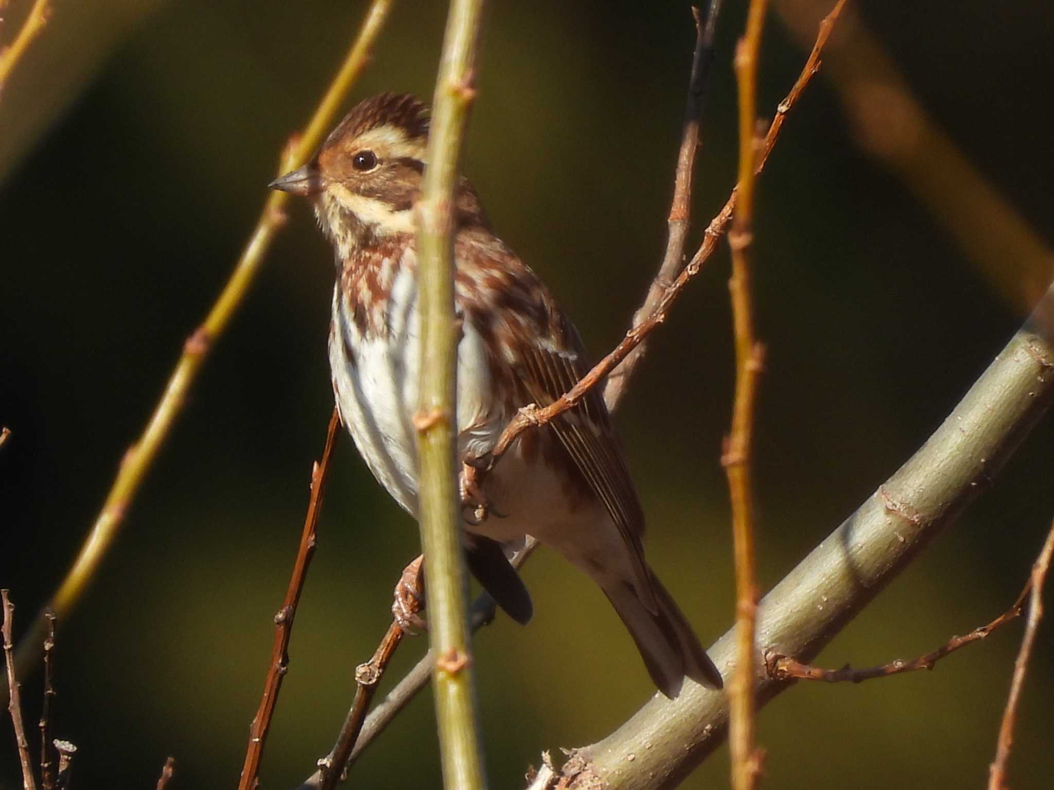 Rustic Bunting