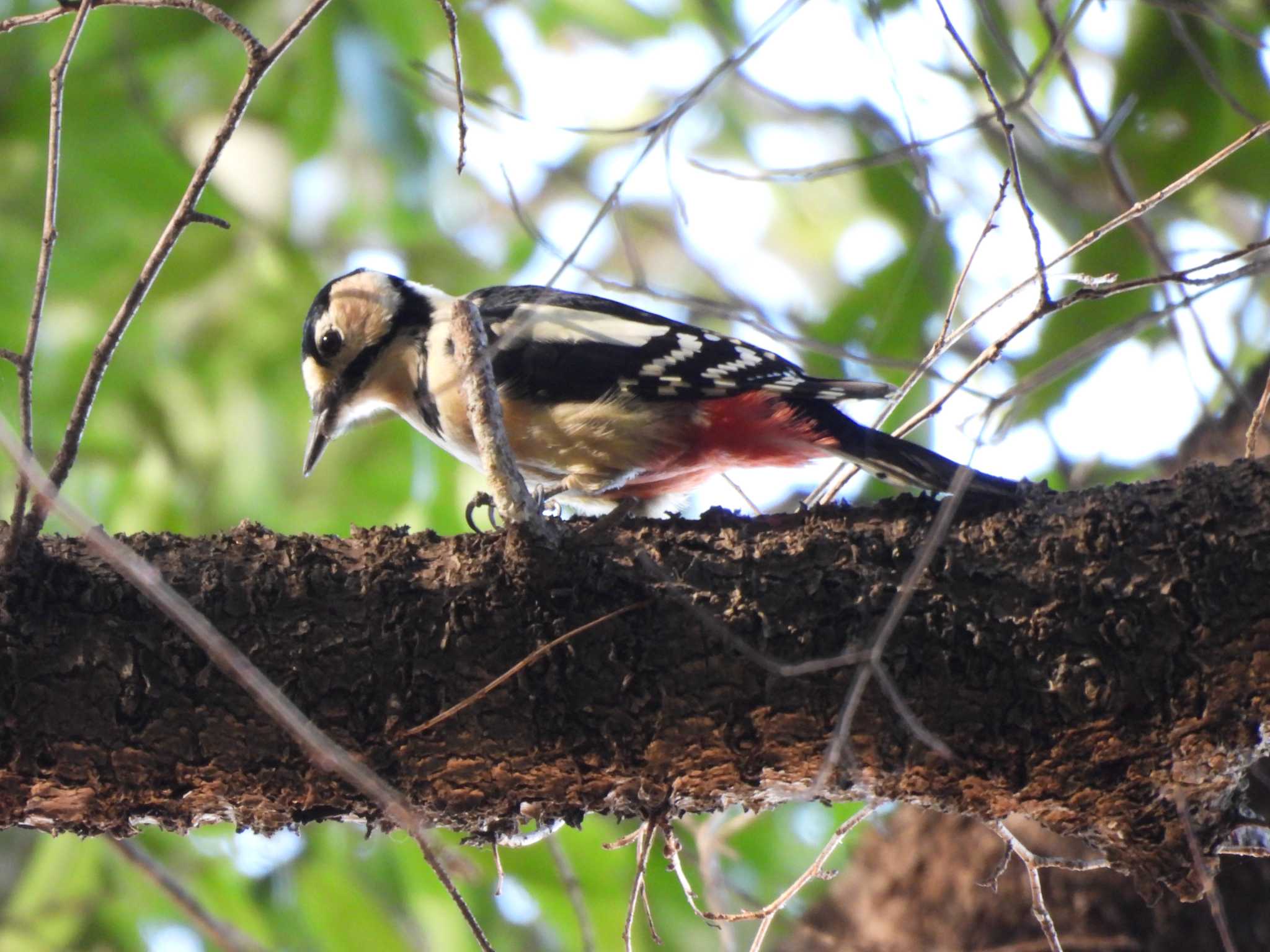 Photo of Great Spotted Woodpecker at 守谷野鳥のみち by つんこ