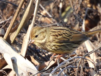 アオジ 守谷野鳥のみち 2024年1月6日(土)