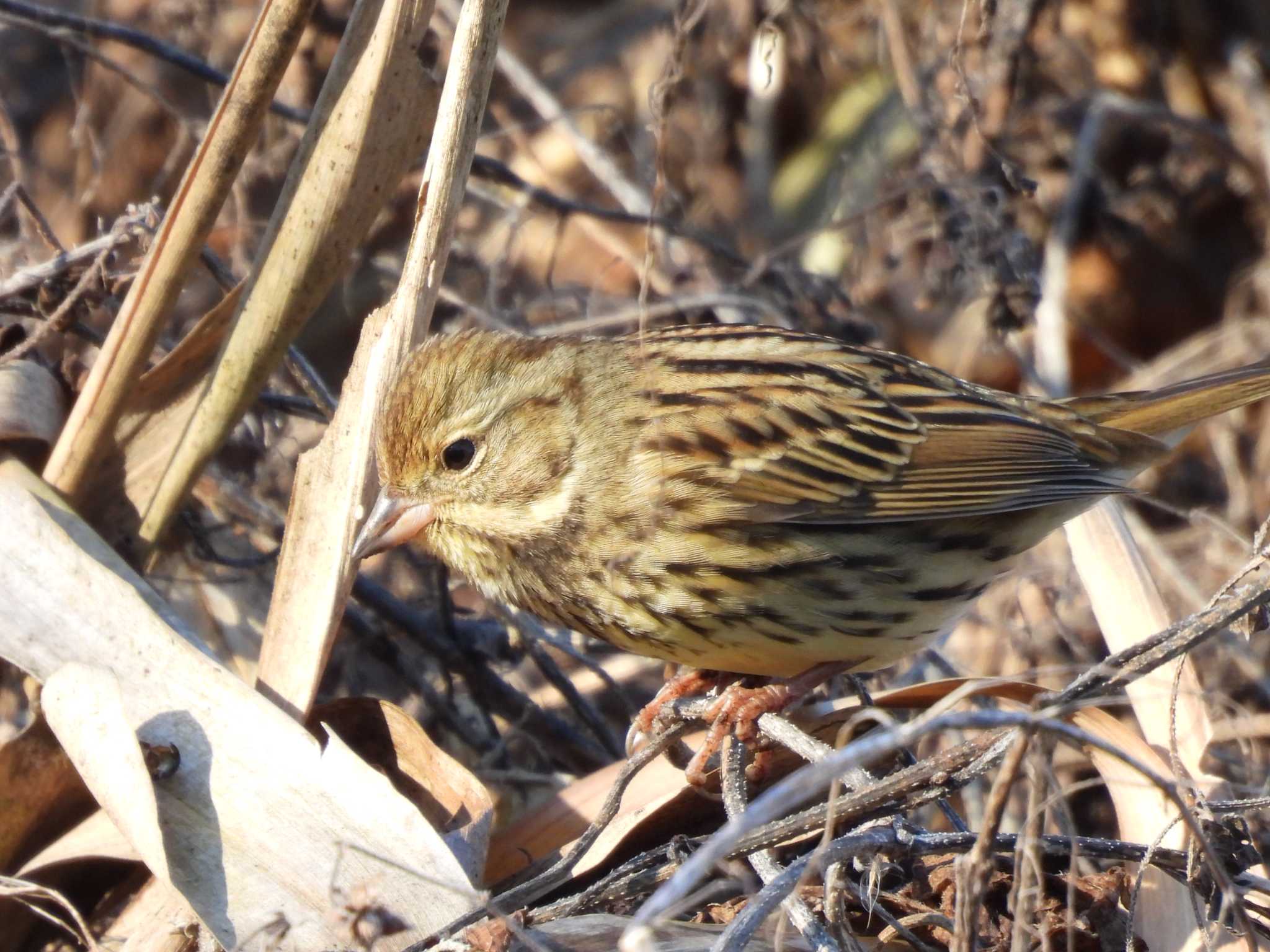 守谷野鳥のみち アオジの写真 by つんこ