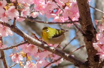 Warbling White-eye Sayama Park Sun, 3/10/2024