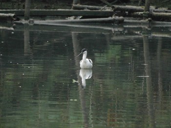 Pied Avocet 香港,南水圍 Tue, 3/5/2024