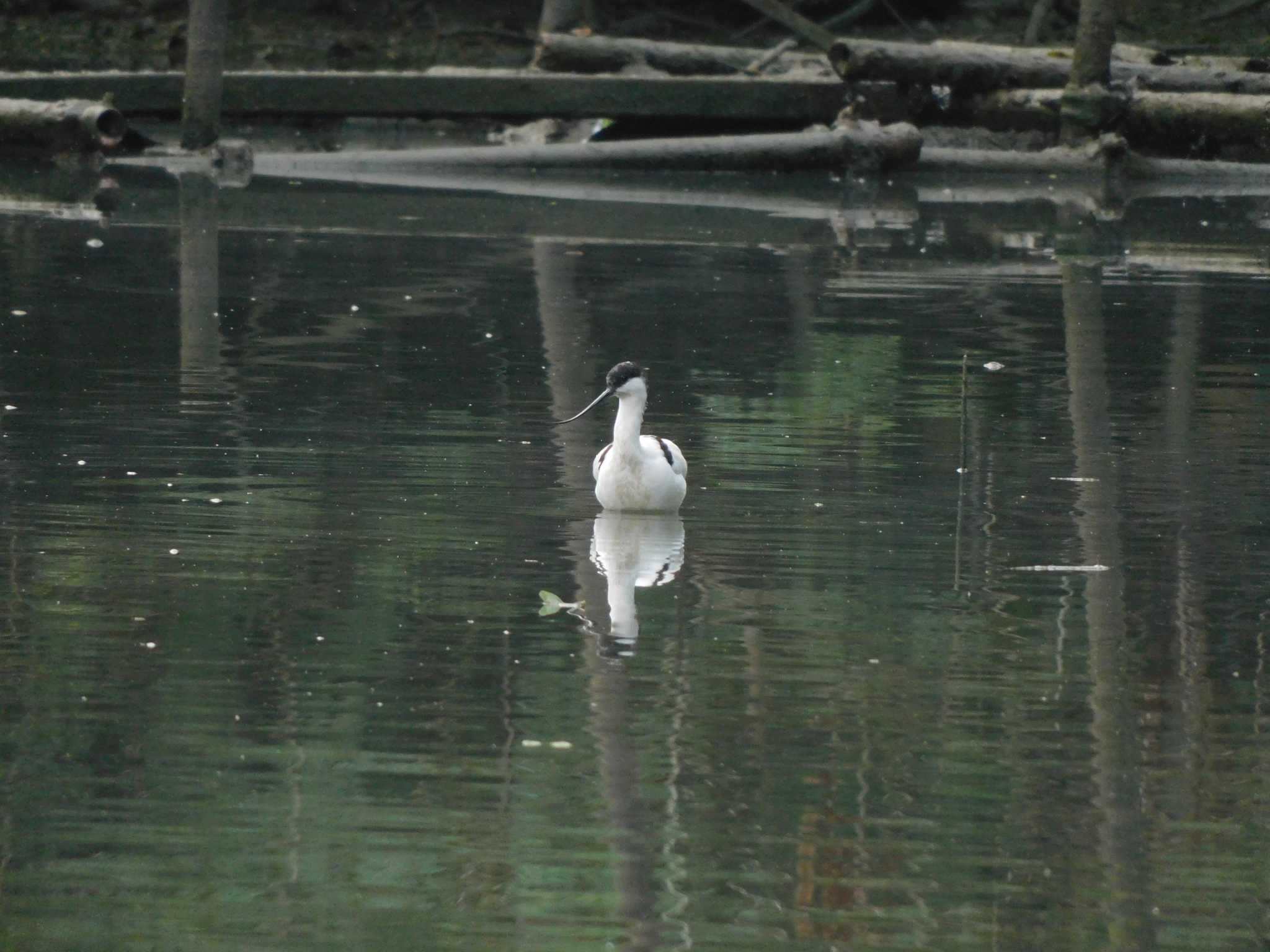 Photo of Pied Avocet at 香港,南水圍 by mkmole