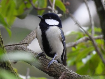 Japanese Tit 奥四万湖 Sun, 1/14/2024