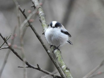 2024年1月14日(日) 奥四万湖の野鳥観察記録