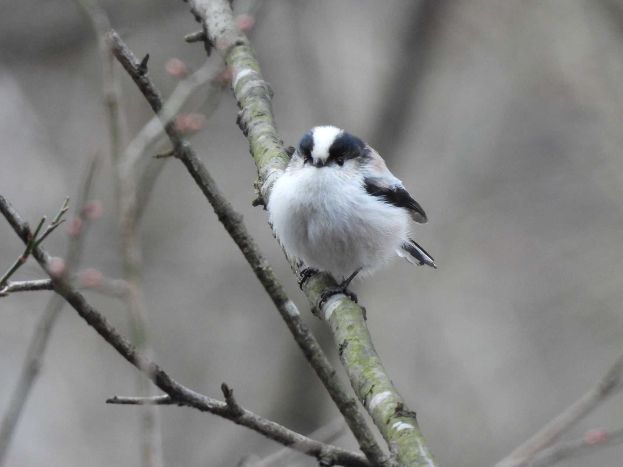 Photo of Long-tailed Tit at 奥四万湖 by つんこ