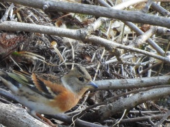 Brambling 奥四万湖 Sun, 1/14/2024