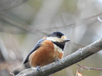 Varied Tit 奥四万湖 Sun, 1/14/2024