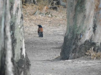 Greater Coucal 香港,南水圍 Tue, 3/5/2024