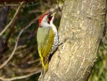 Fri, 3/15/2024 Birding report at Maioka Park