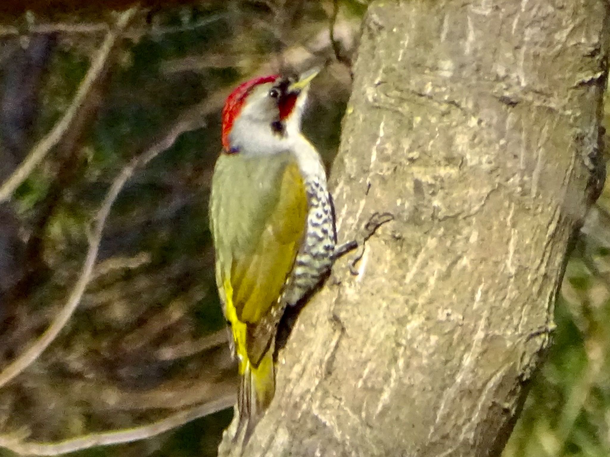 Japanese Green Woodpecker