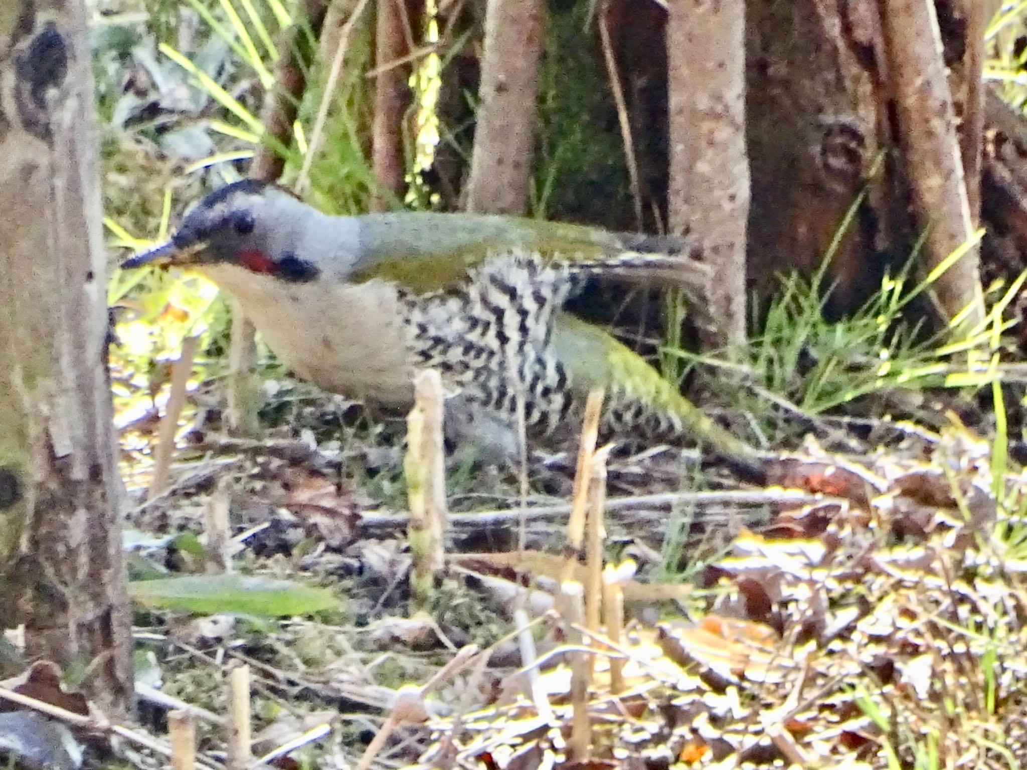 Photo of Japanese Green Woodpecker at Maioka Park by KAWASEMIぴー