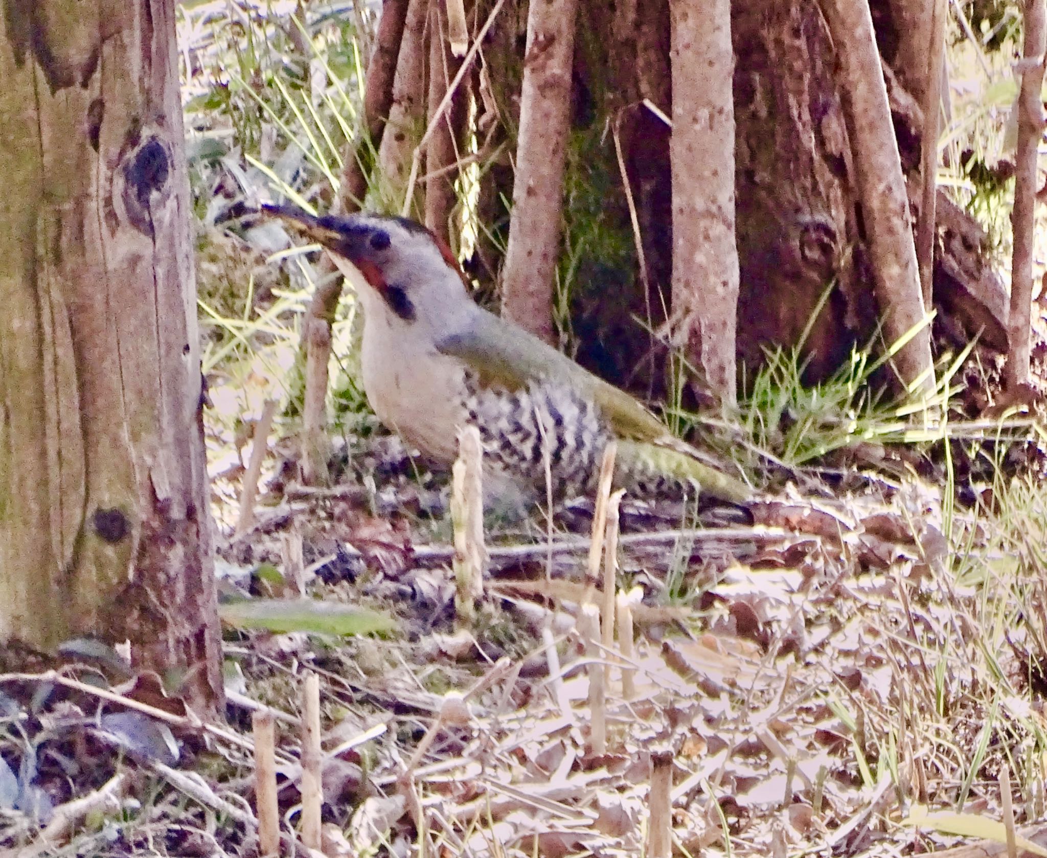 Photo of Japanese Green Woodpecker at Maioka Park by KAWASEMIぴー