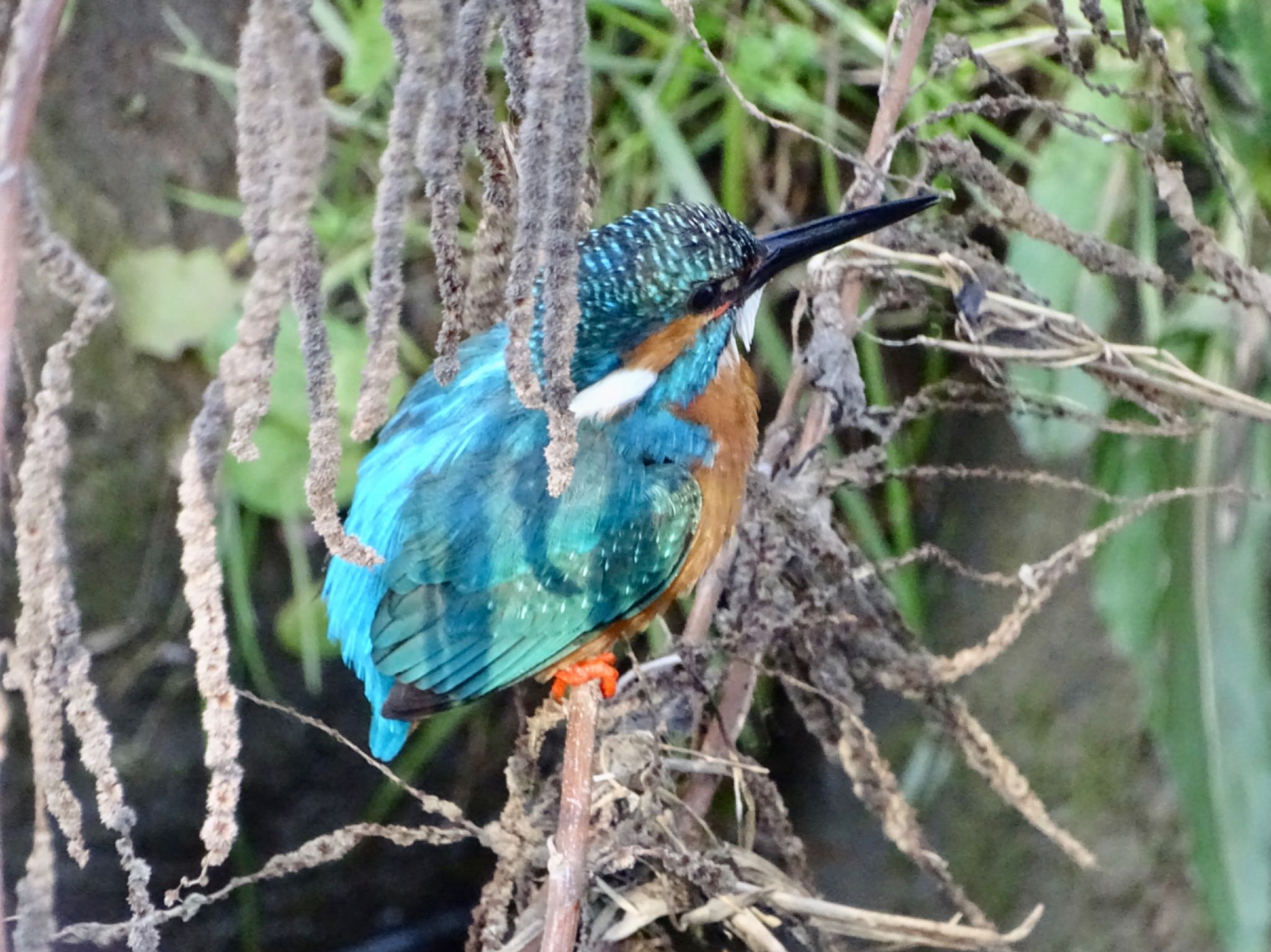 カワセミ