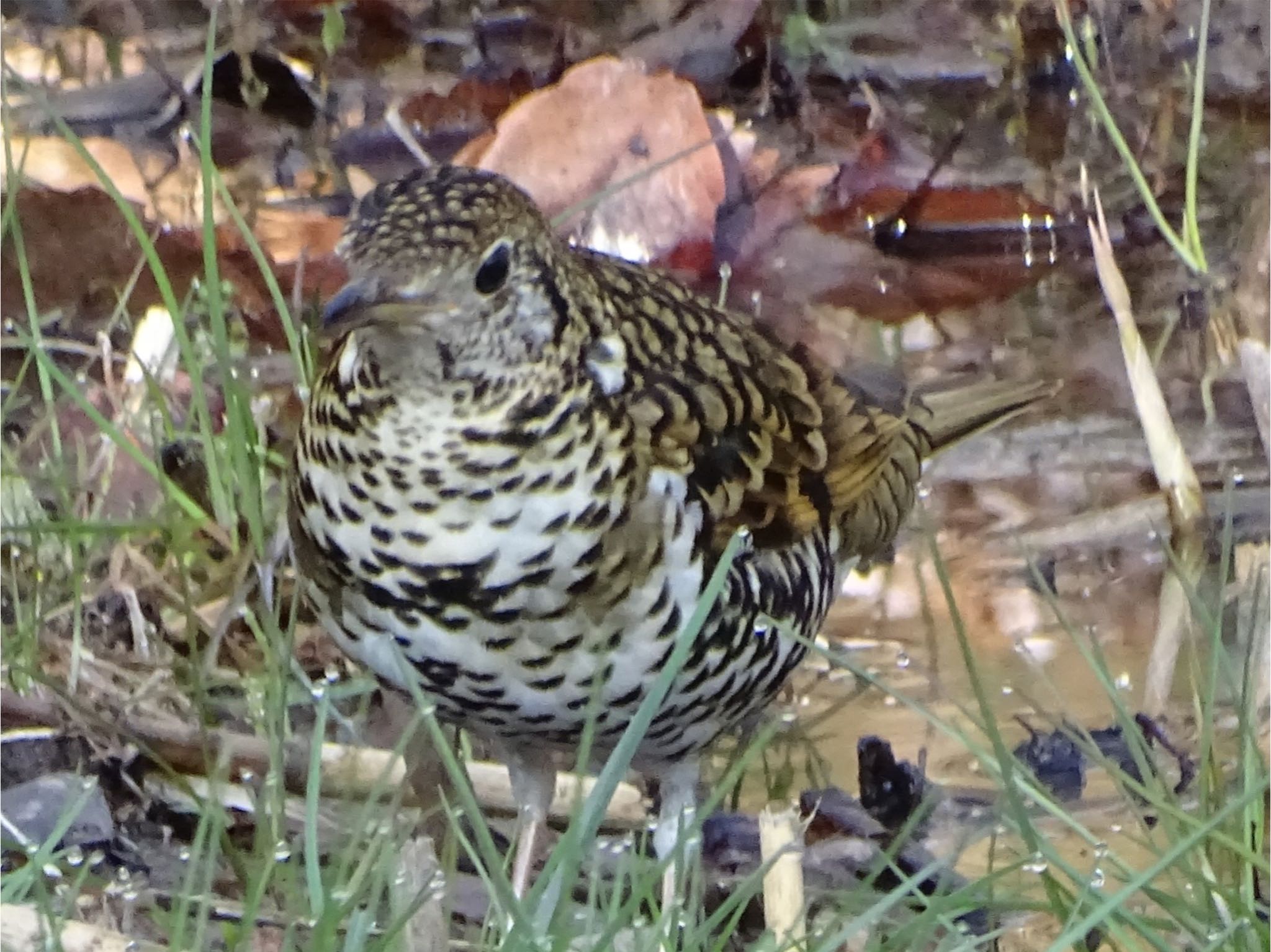 Photo of White's Thrush at Maioka Park by KAWASEMIぴー