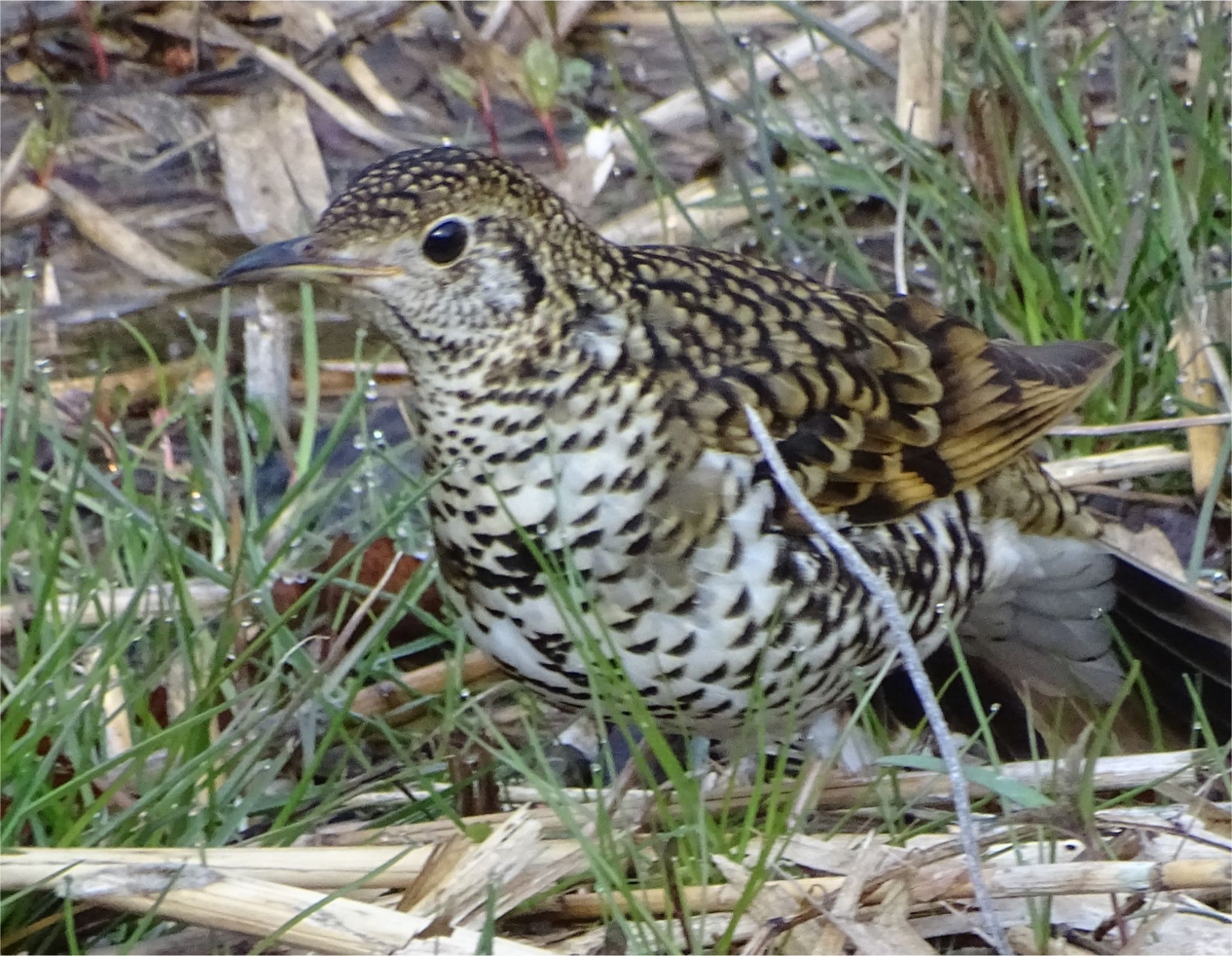 White's Thrush